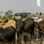 Fulani herders murdered seven innocent Christians in central Nigeria, where violence against Christians is on the rise.