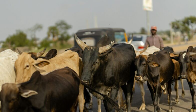 Fulani herders murdered seven innocent Christians in central Nigeria, where violence against Christians is on the rise.